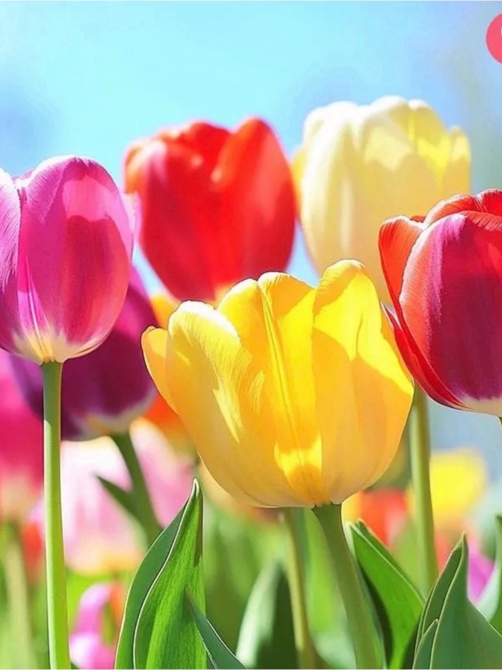 Found my forever home